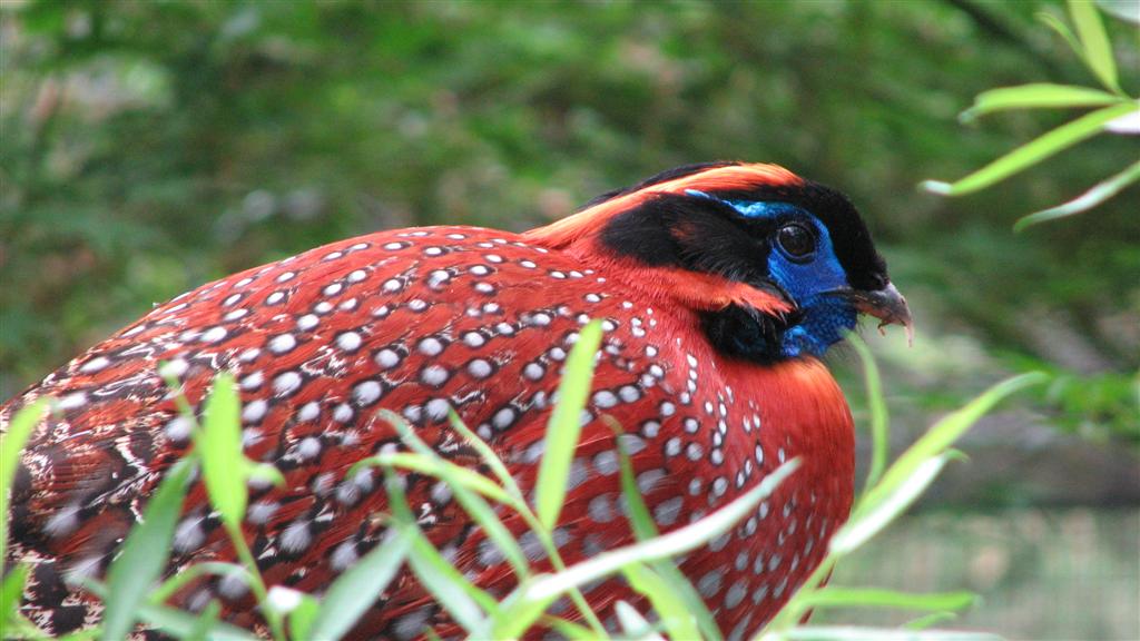 Temminck's tragopan
