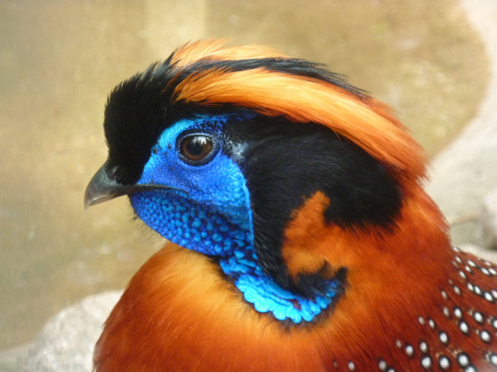 Temmincks Tragopan