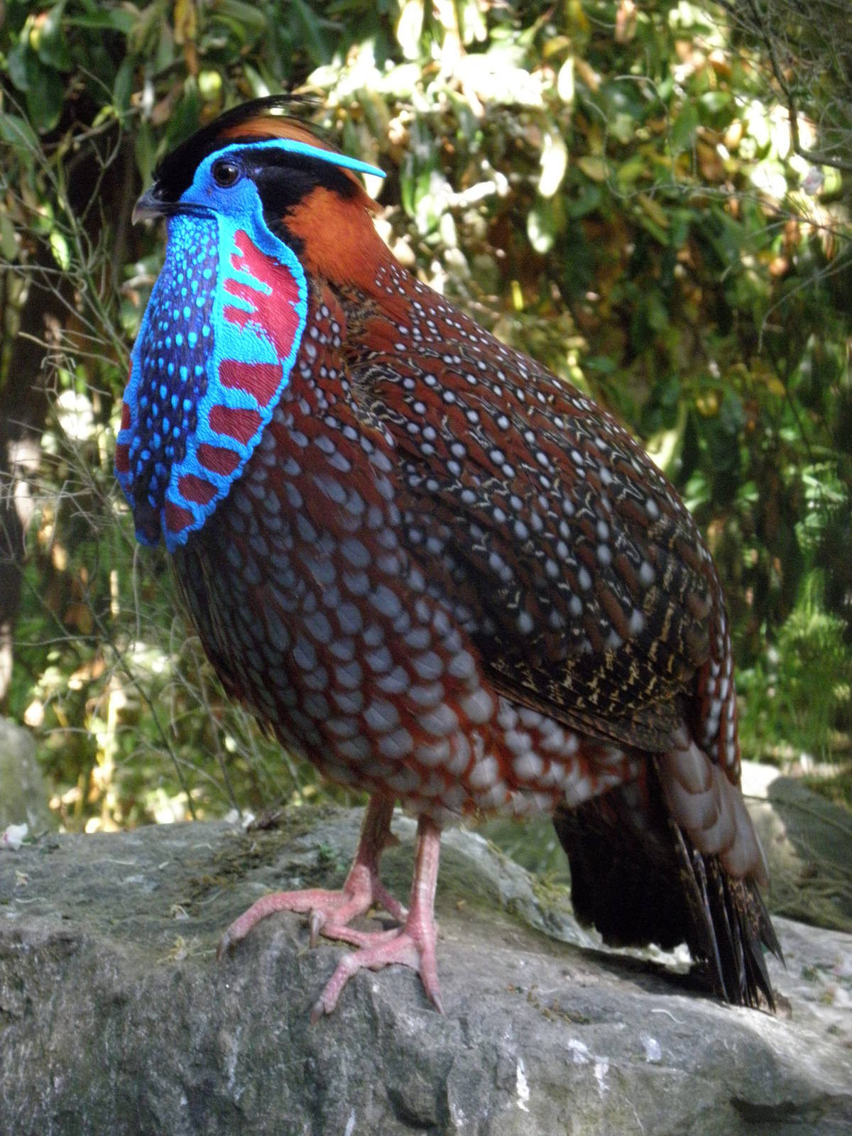 Temminck's Tragopan