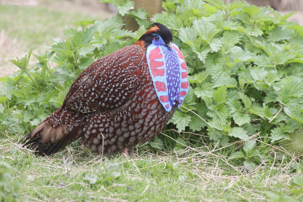 Temminck's Tragopan