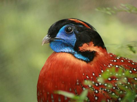 Temminck's Tragopan