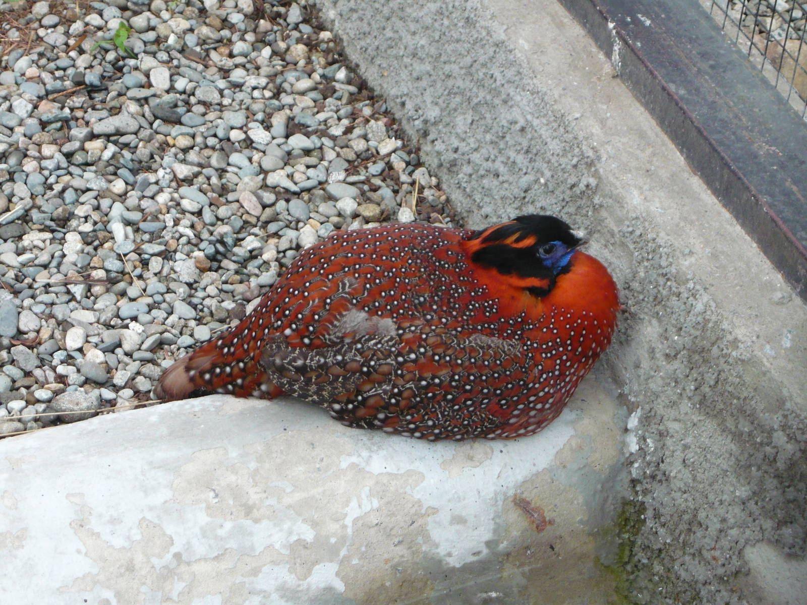 Temminck's tragopan