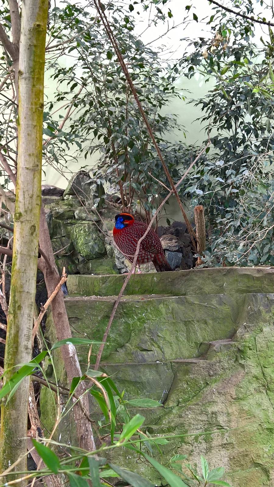 Temminck's tragopan
