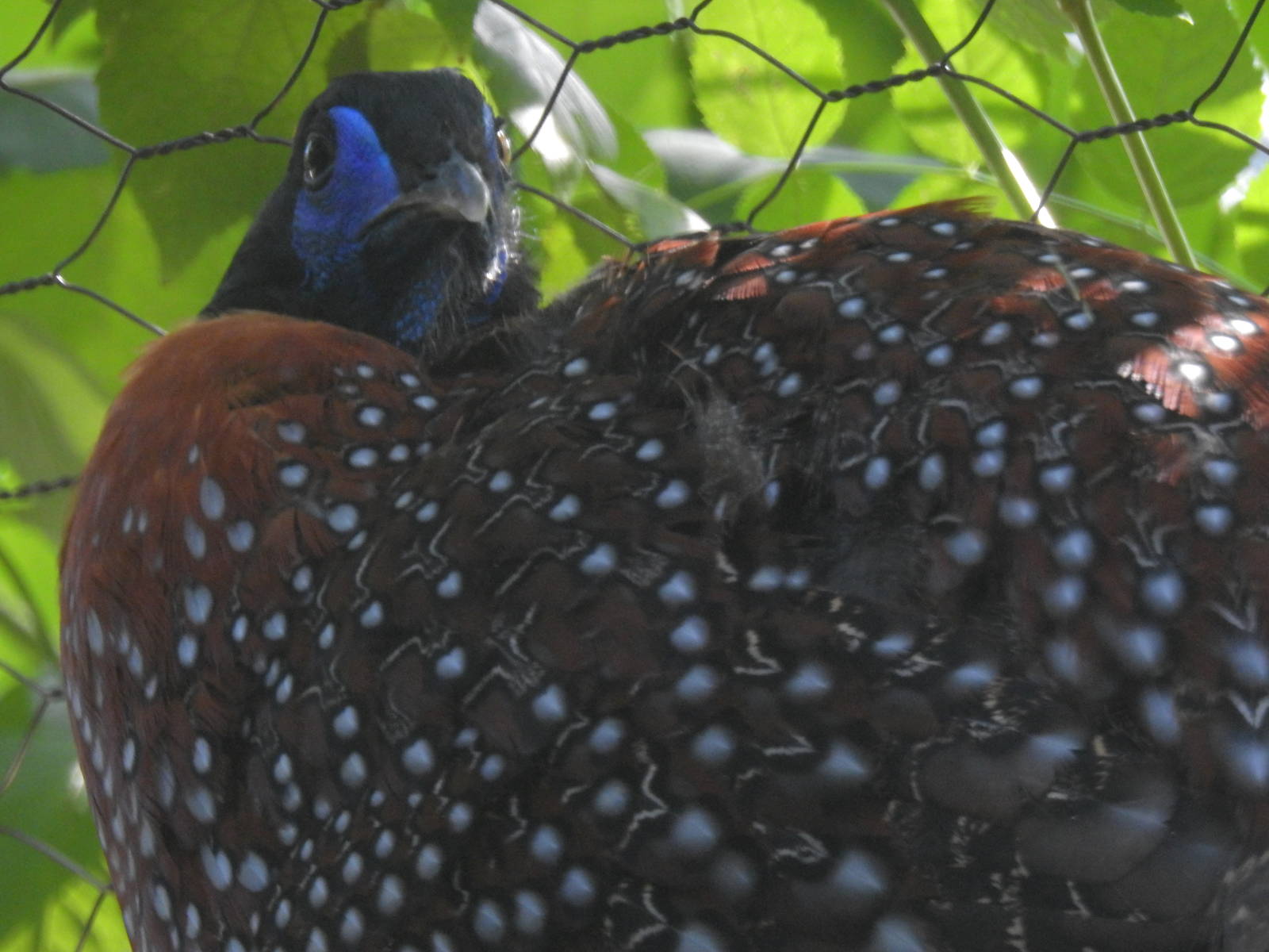 Temminck's Tragopan