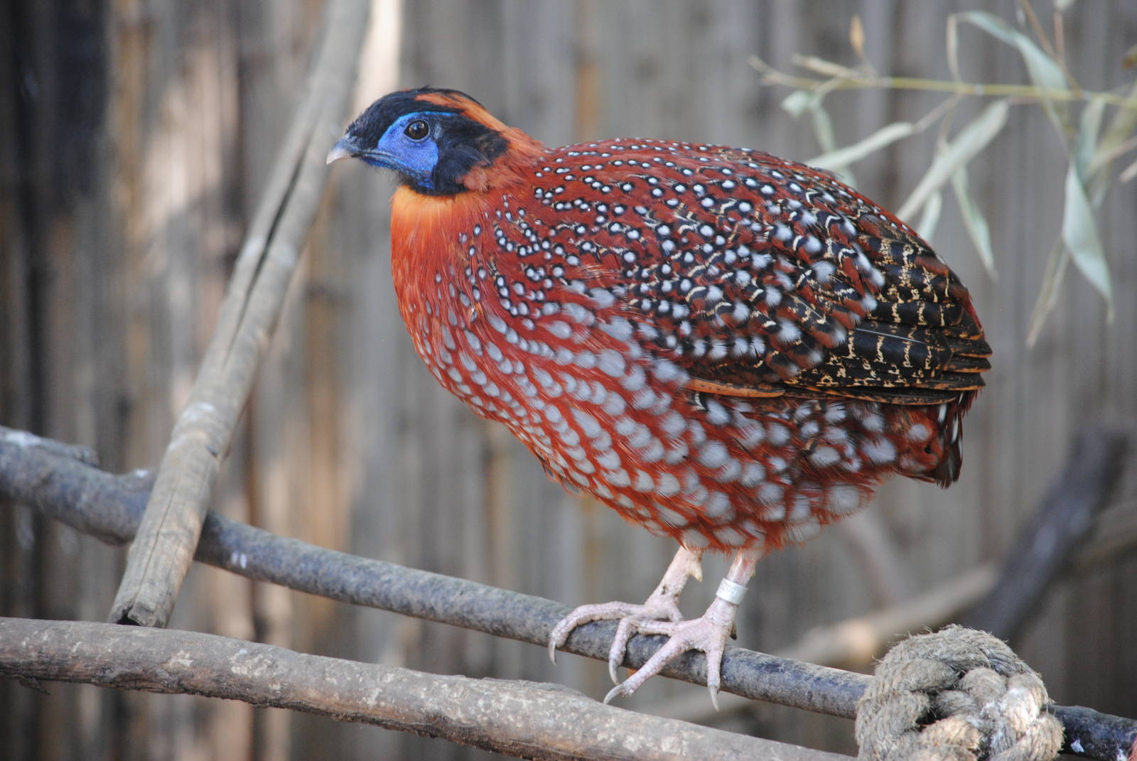 Temminck's Tragopan