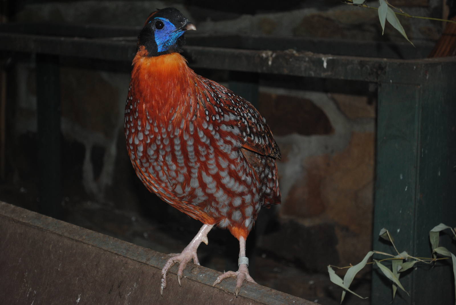 Temminck's Tragopan