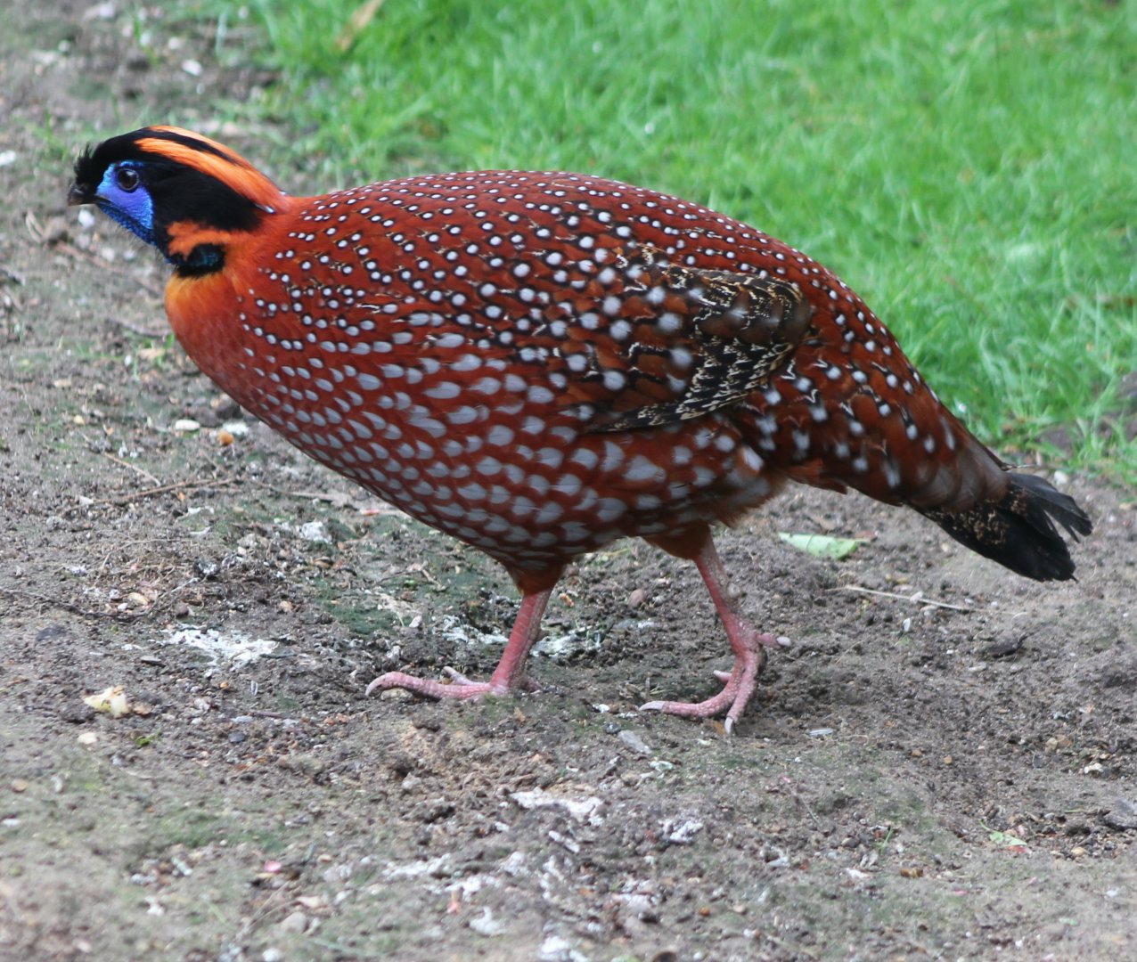 Temminck's tragopan