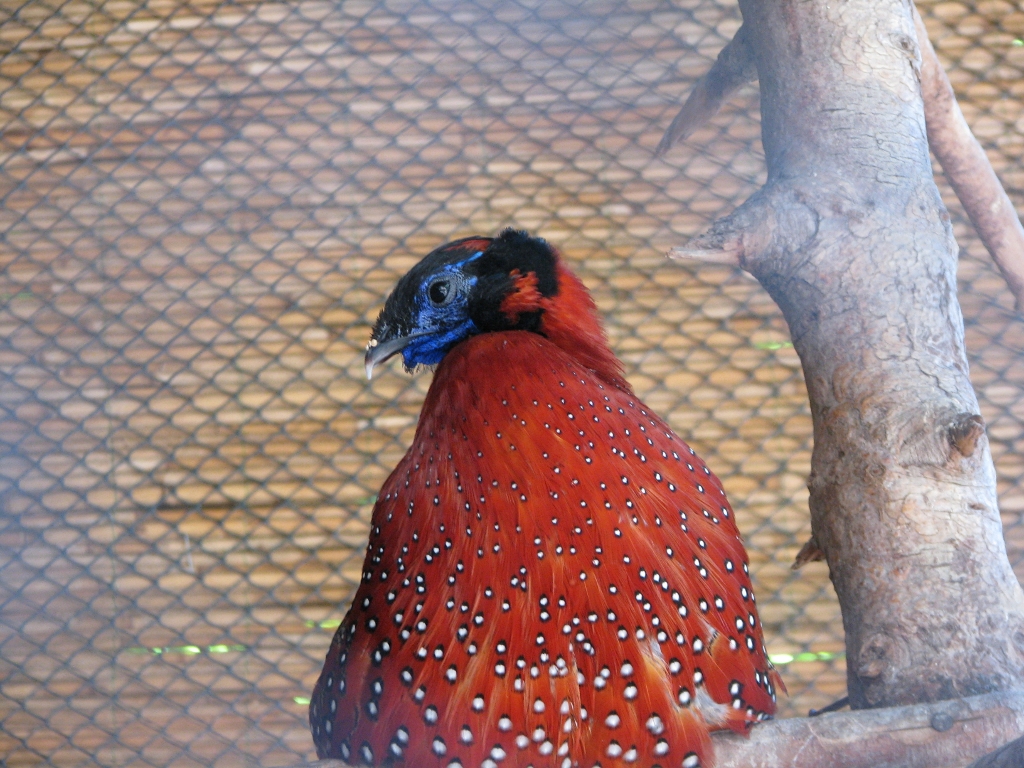 Temminck's Tragopan