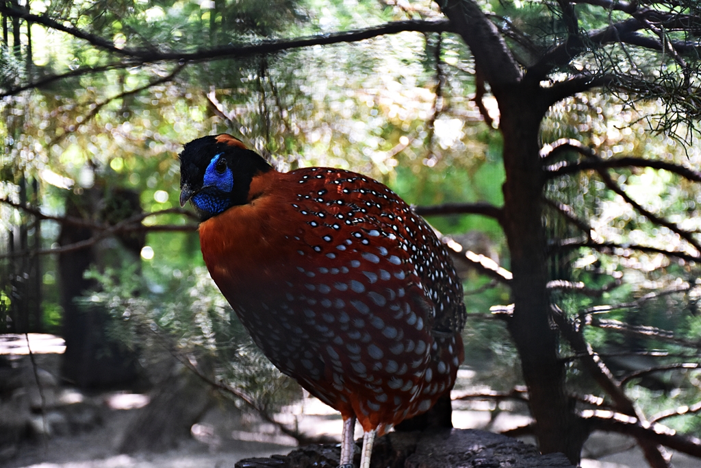 Temminck's tragopan