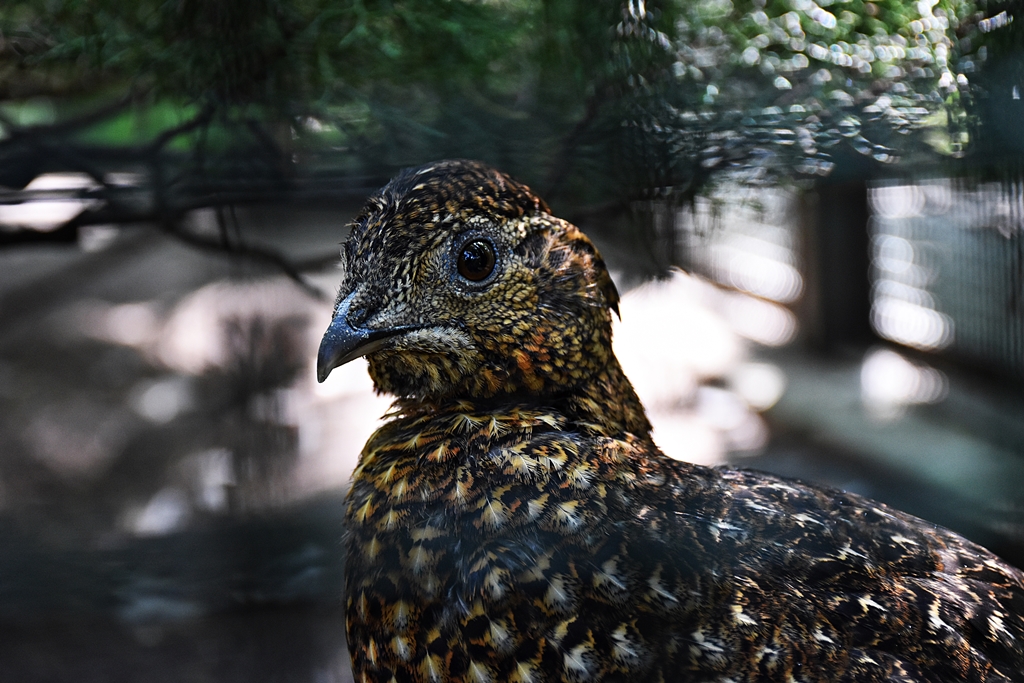 Temminck's tragopan