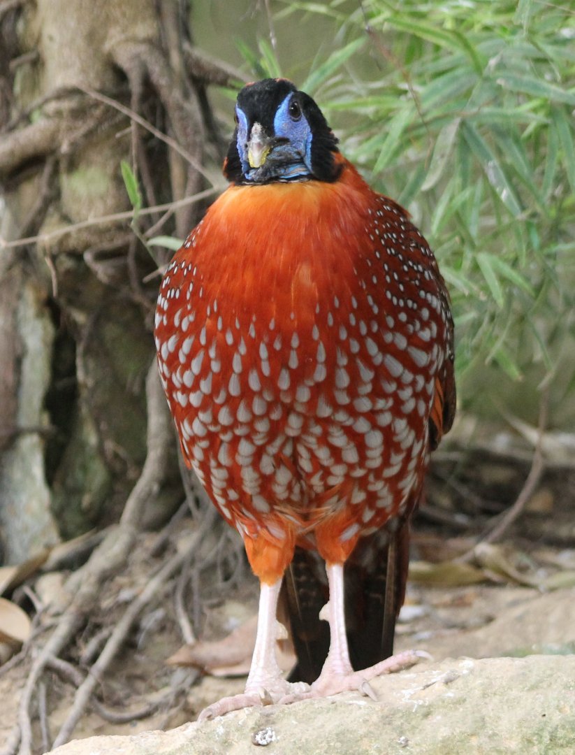 Temminck's tragopan