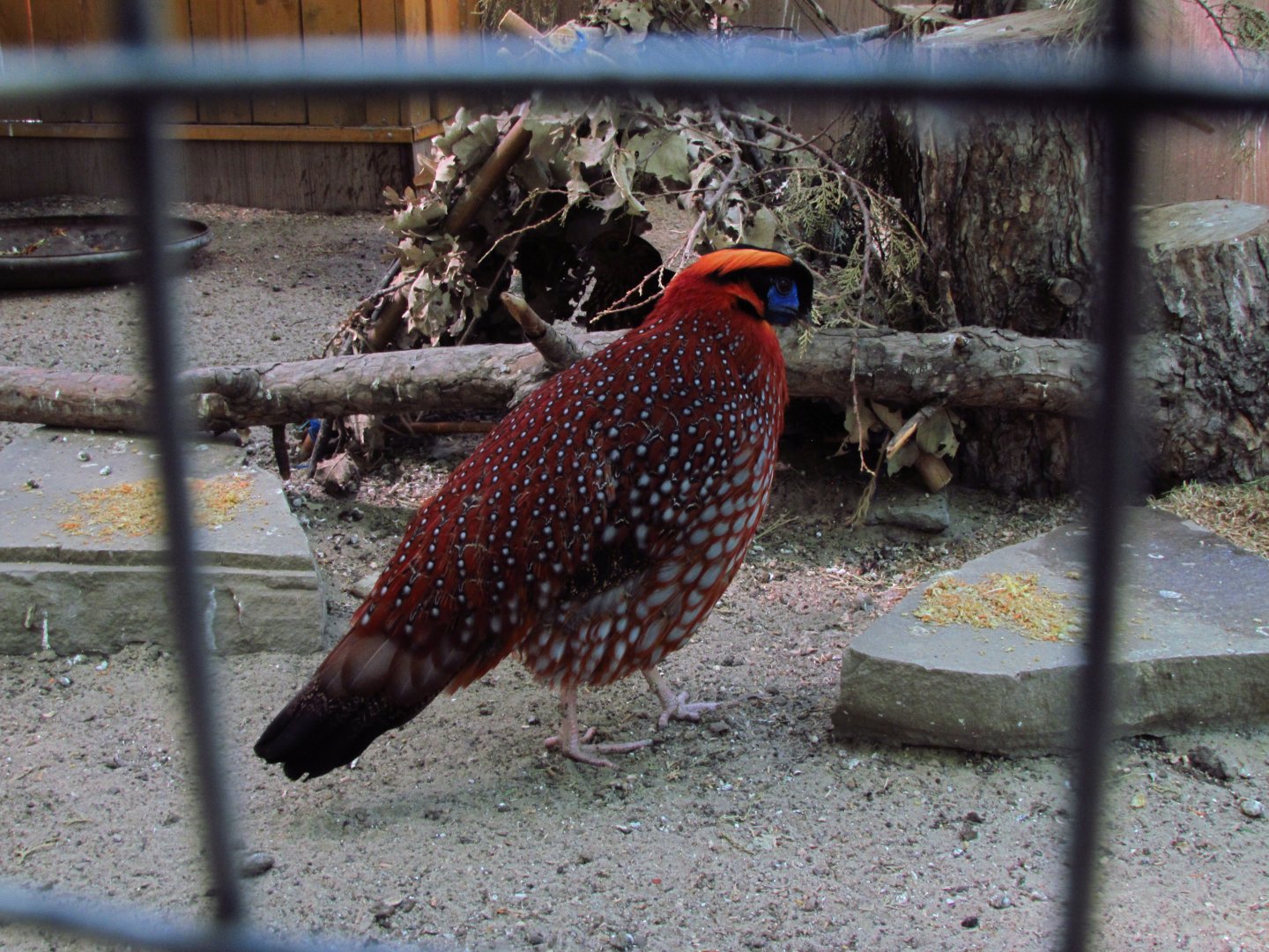 Temminck's tragopan