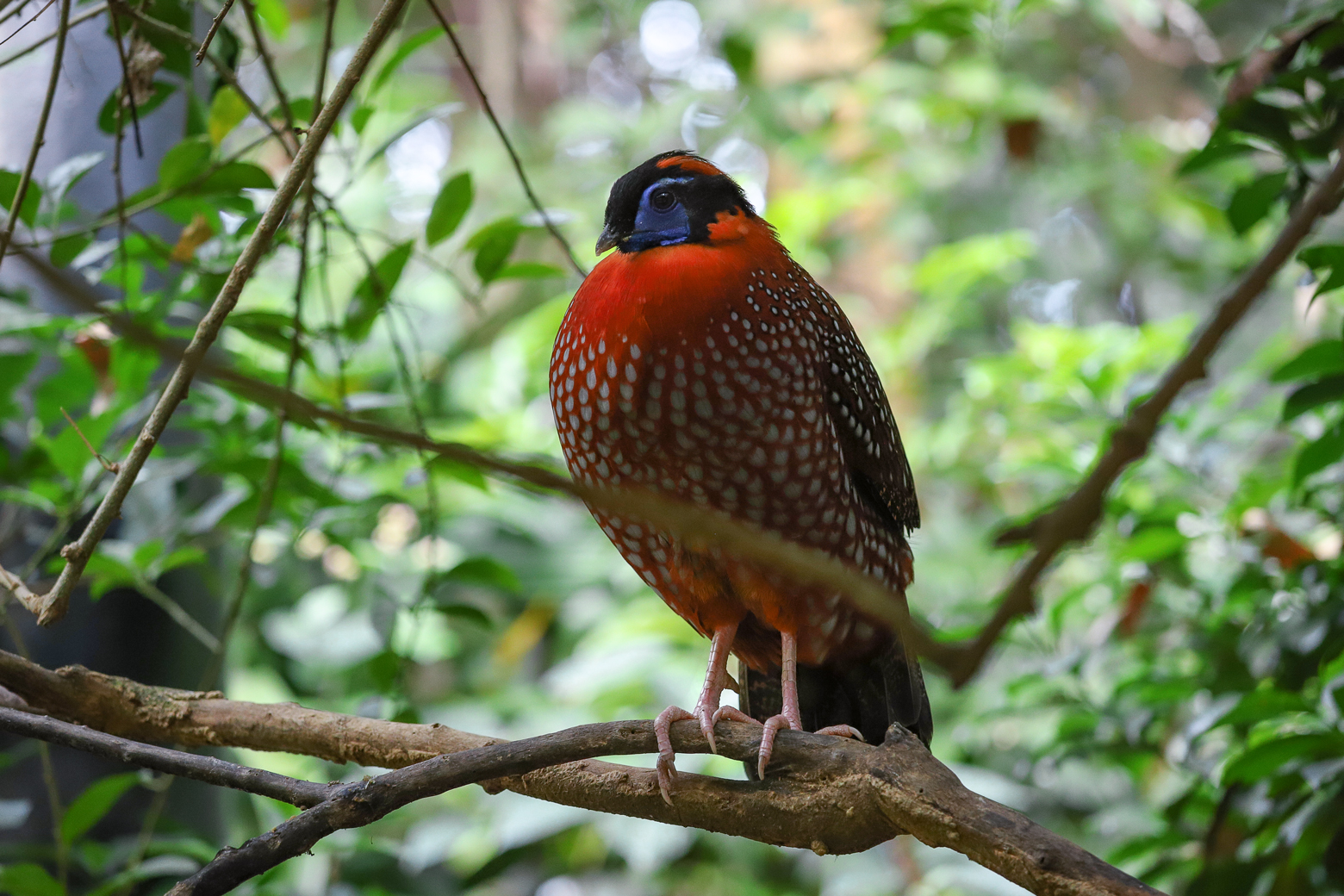 Temminck's tragopan