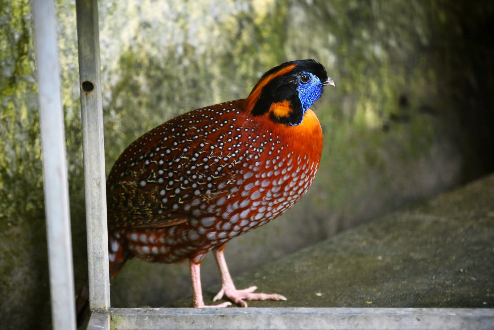 Temminck's tragopan