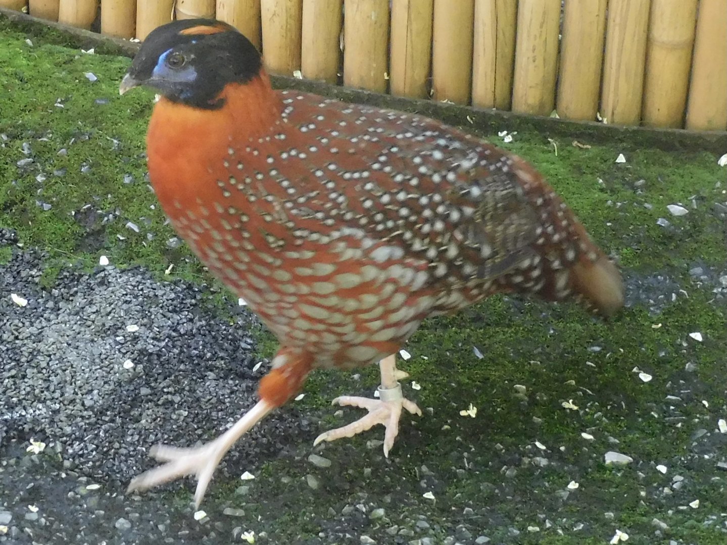 Temminck's tragopan