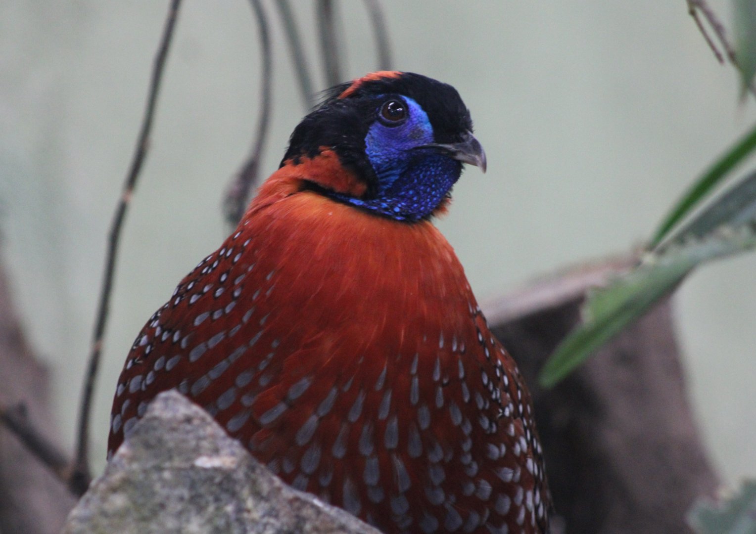 Temminck's tragopan