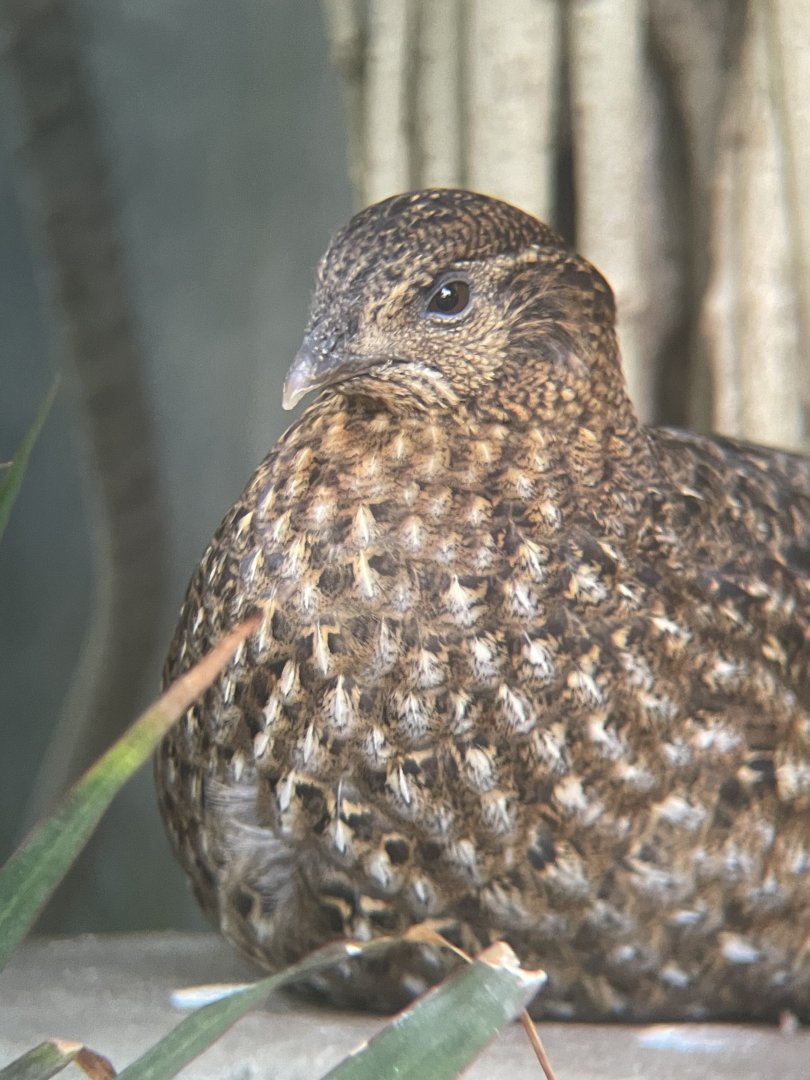 Temminck’s Tragopan