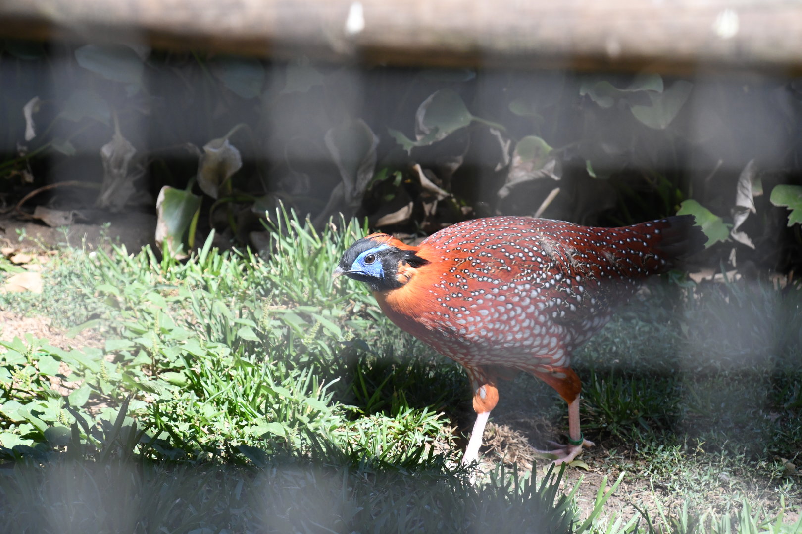 Temminck's Tragopan