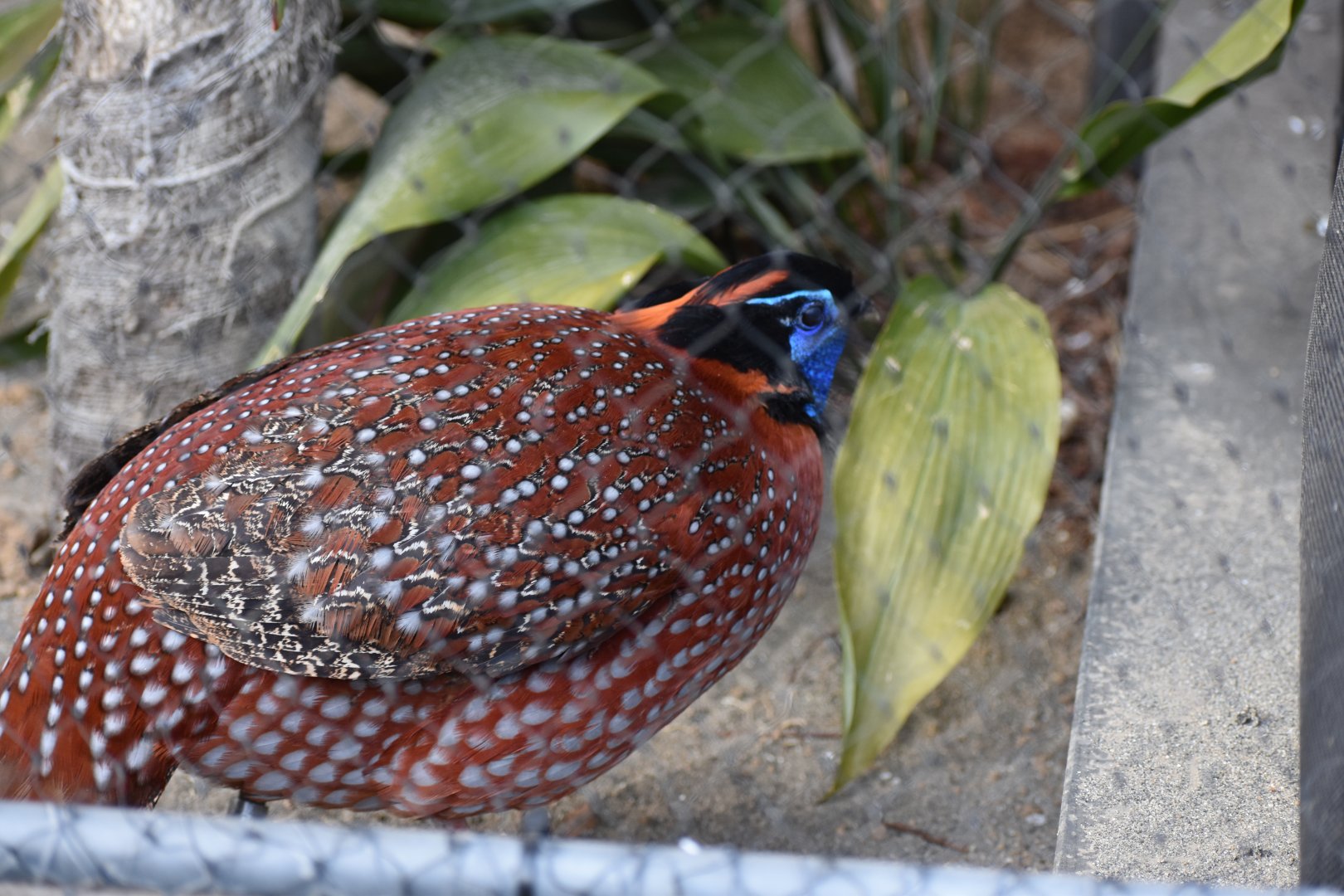 Temminck's Tragopan