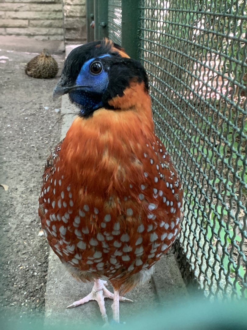 Temminck's tragopan
