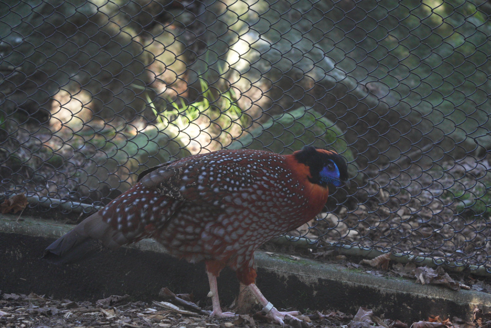 Temminck's Tragopan