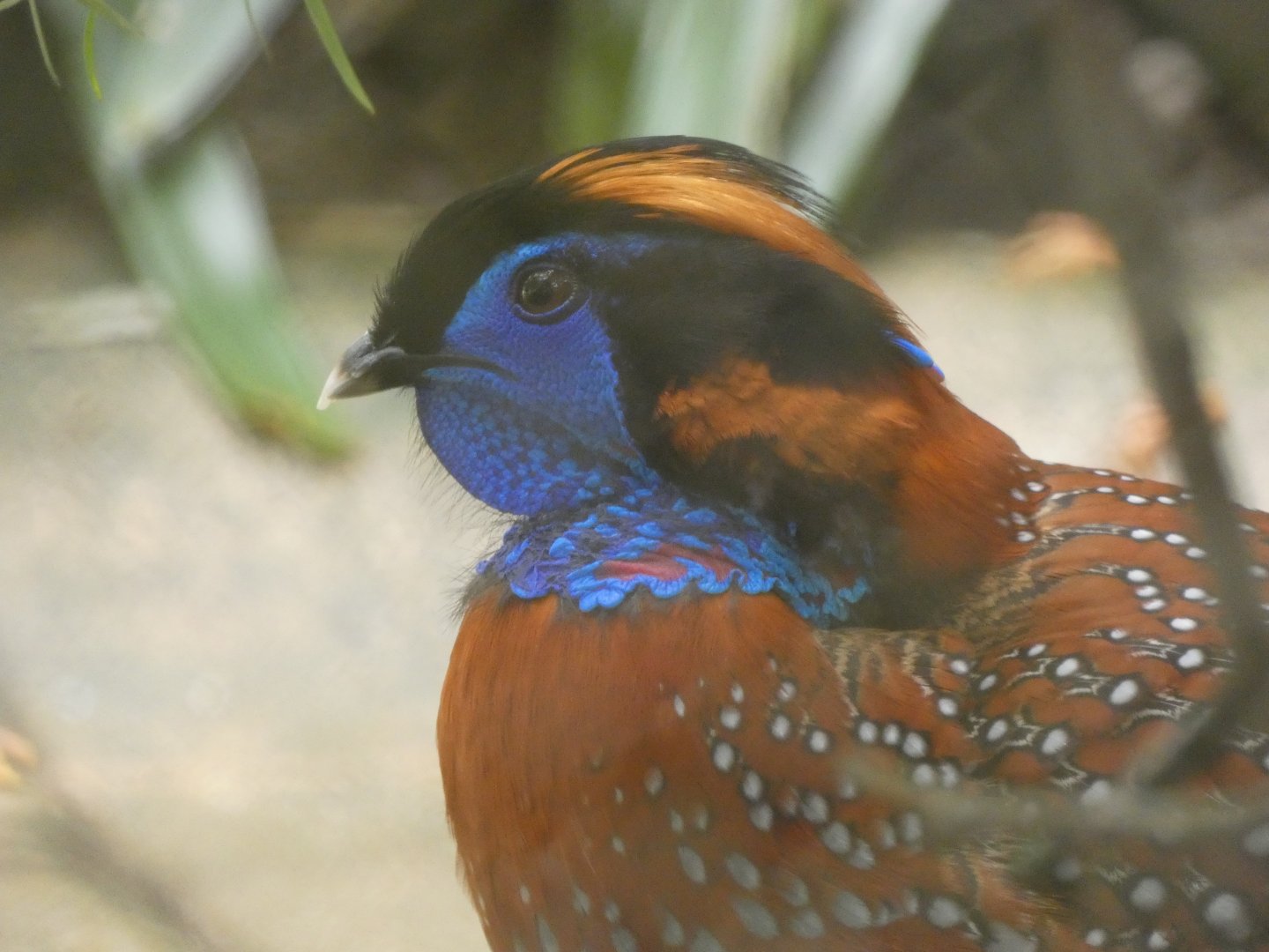 Temminck's tragopan