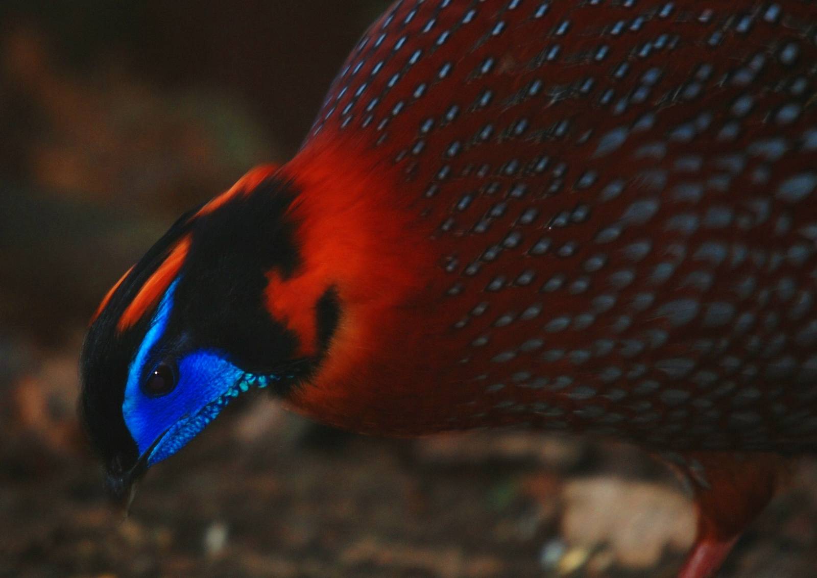 Temminck's Tragopan