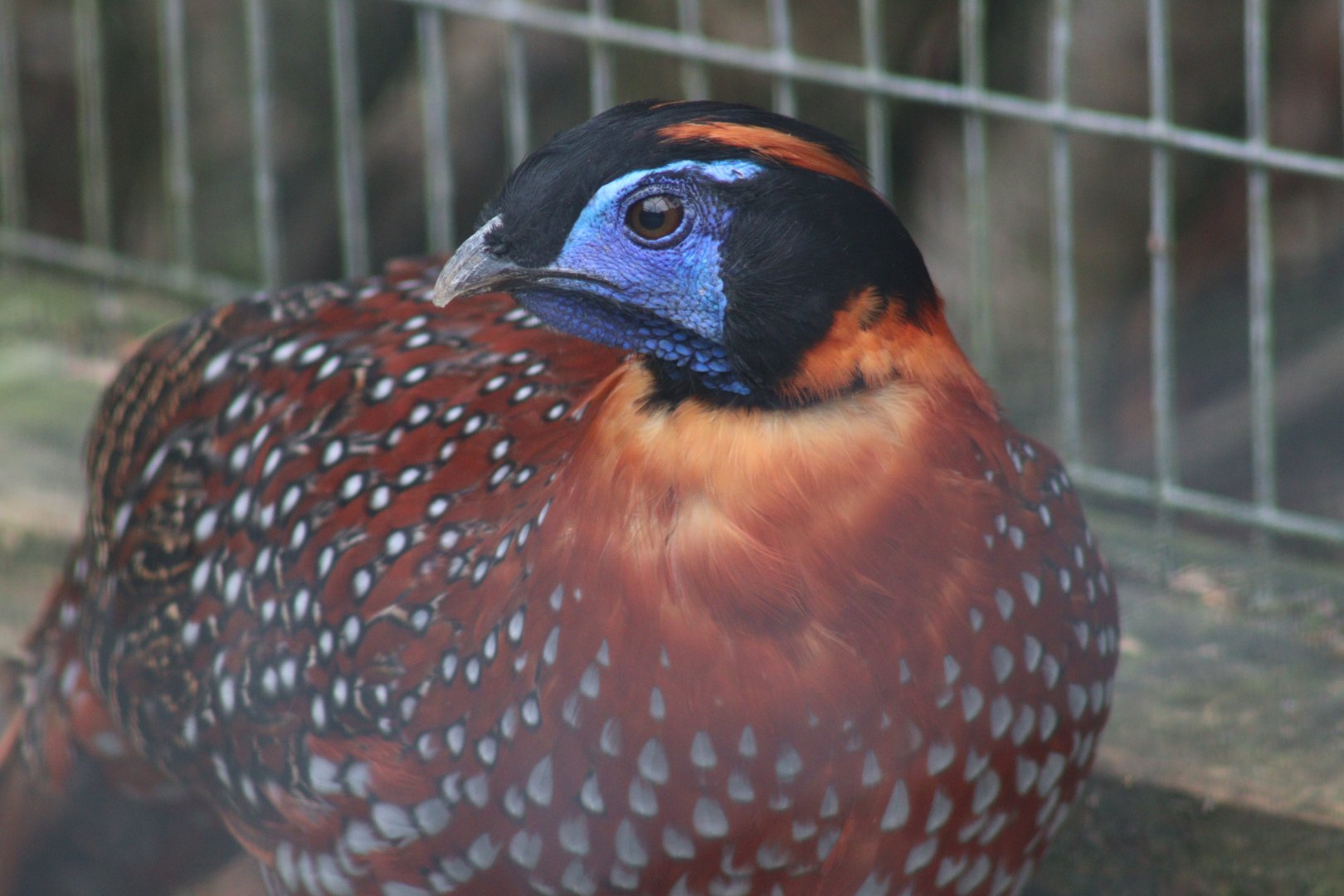 Temminck's Tragopan