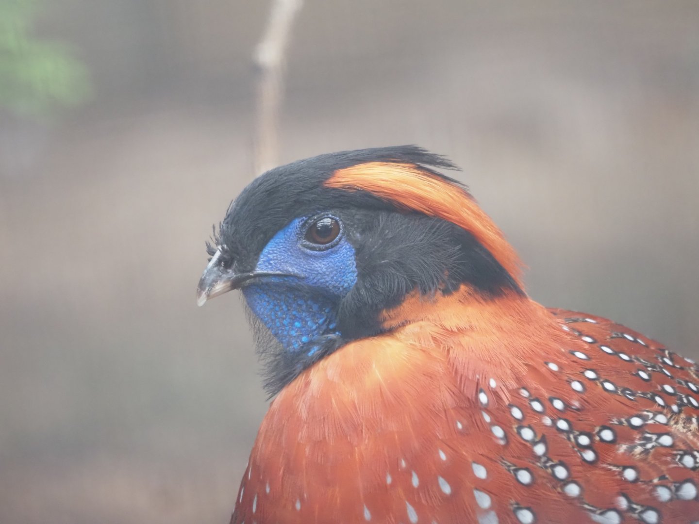 Temminck's Tragopan