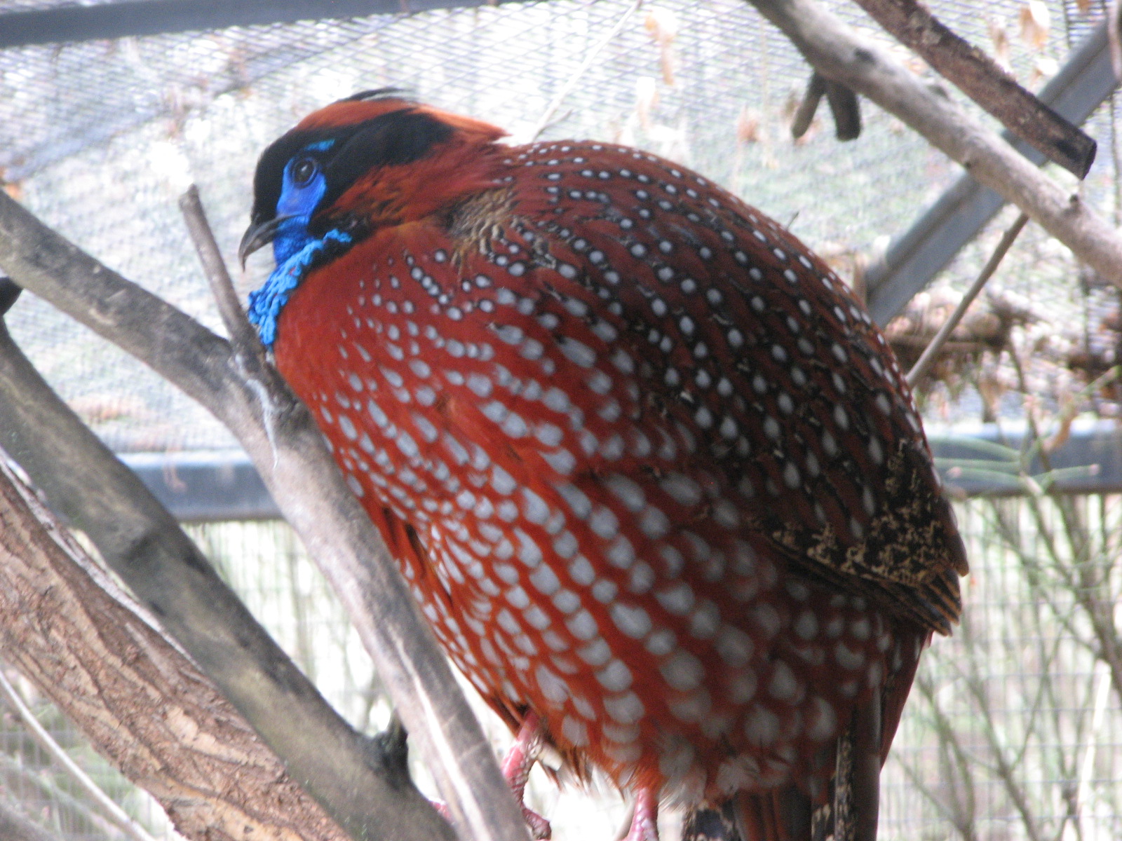 Temminck's Tragopan
