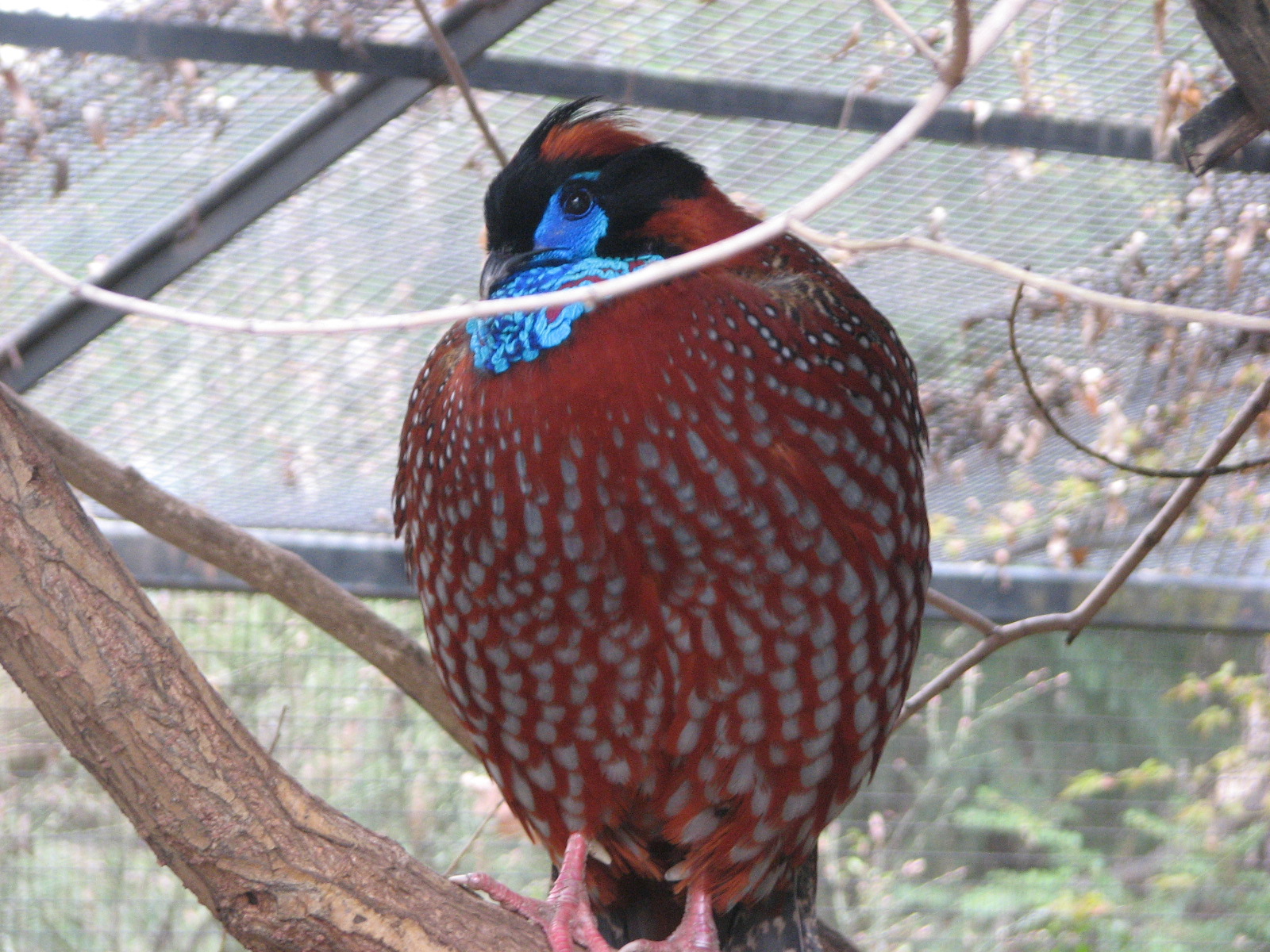 Temminck's Tragopan