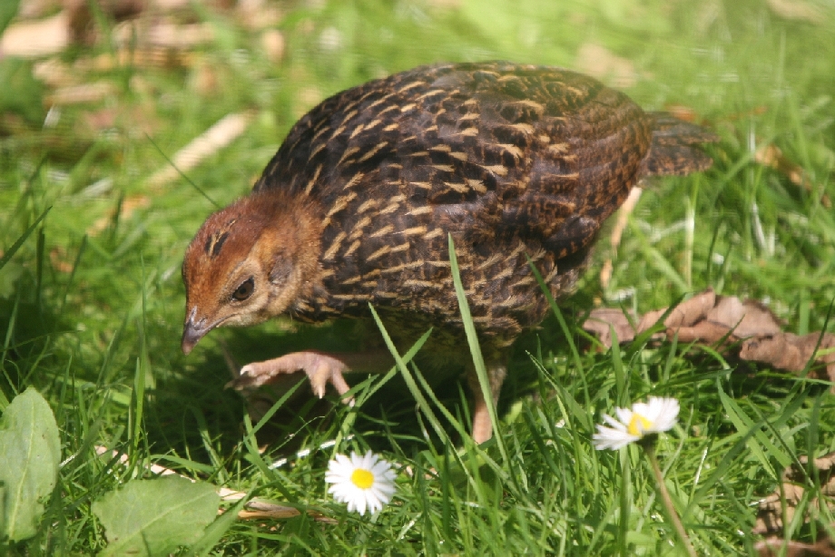 Temminick's Tragopan Chick #1