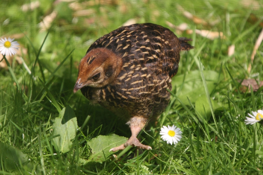 Temminick's Tragopan Chick #2
