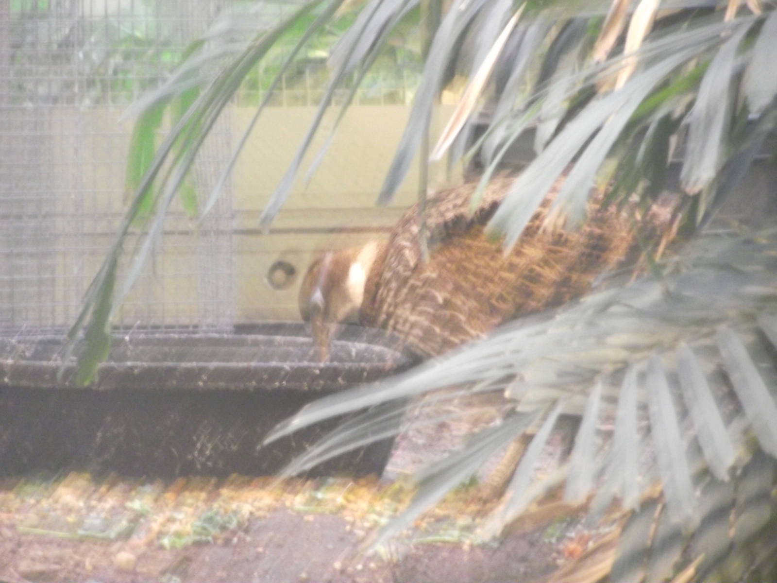 Temminick's Tragopan