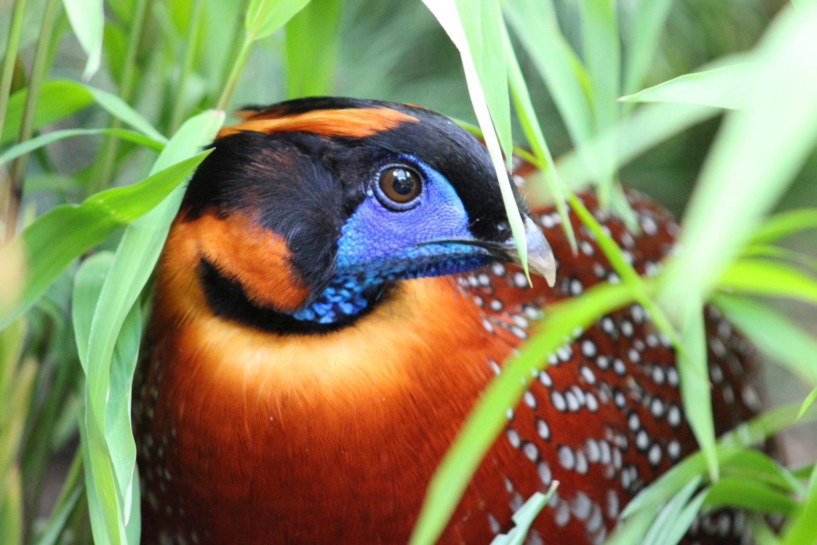 Temmink’s Tragopan at the Philadelphia Zoo