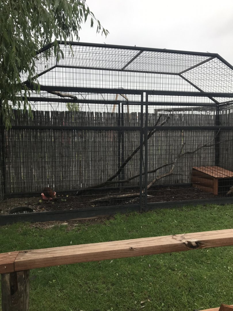 Temmink’s Tragopan Exhibit
