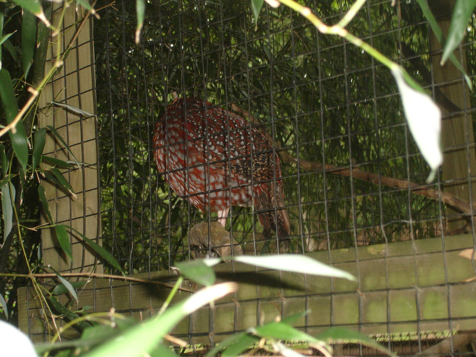 Temminks Tragopan