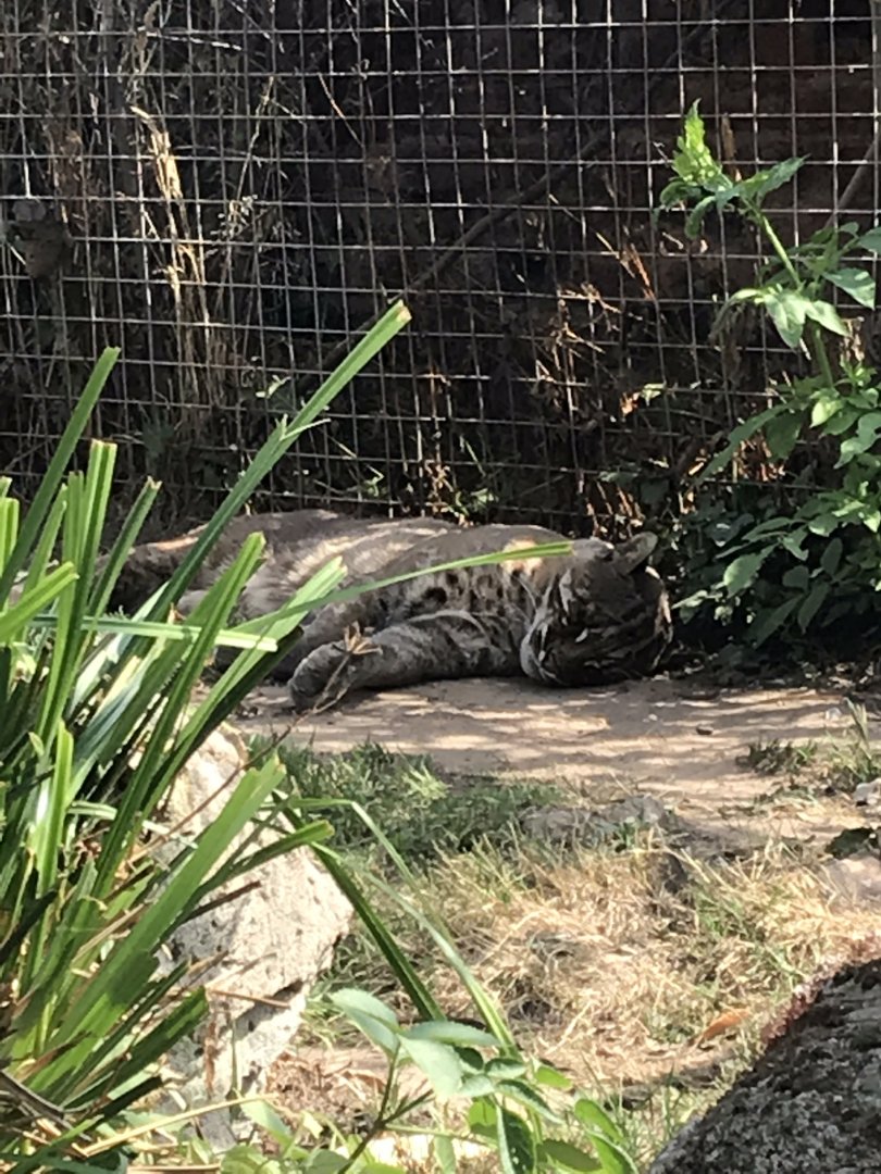 Temmnck’s golden cat 070818