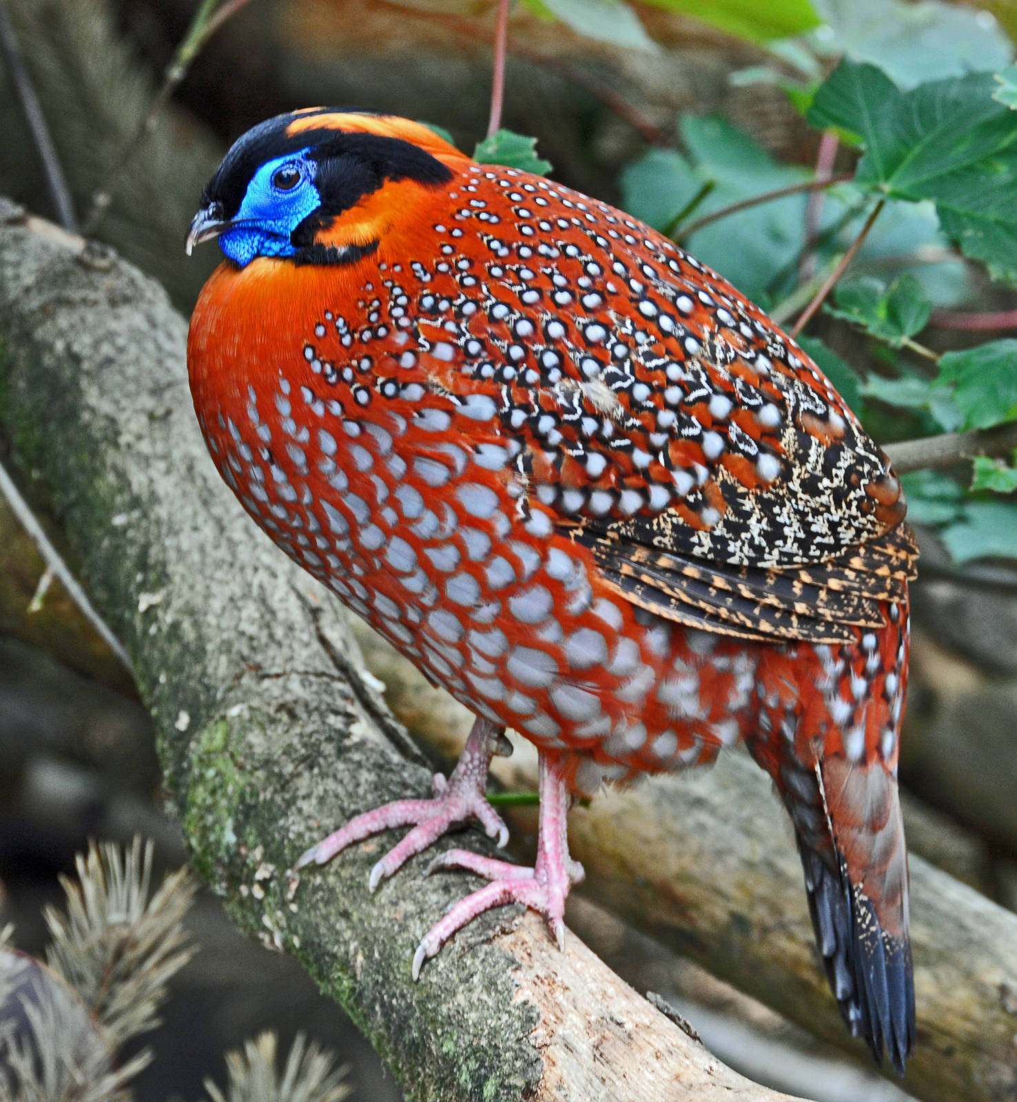 TEMMNICKS TRAGOPAN