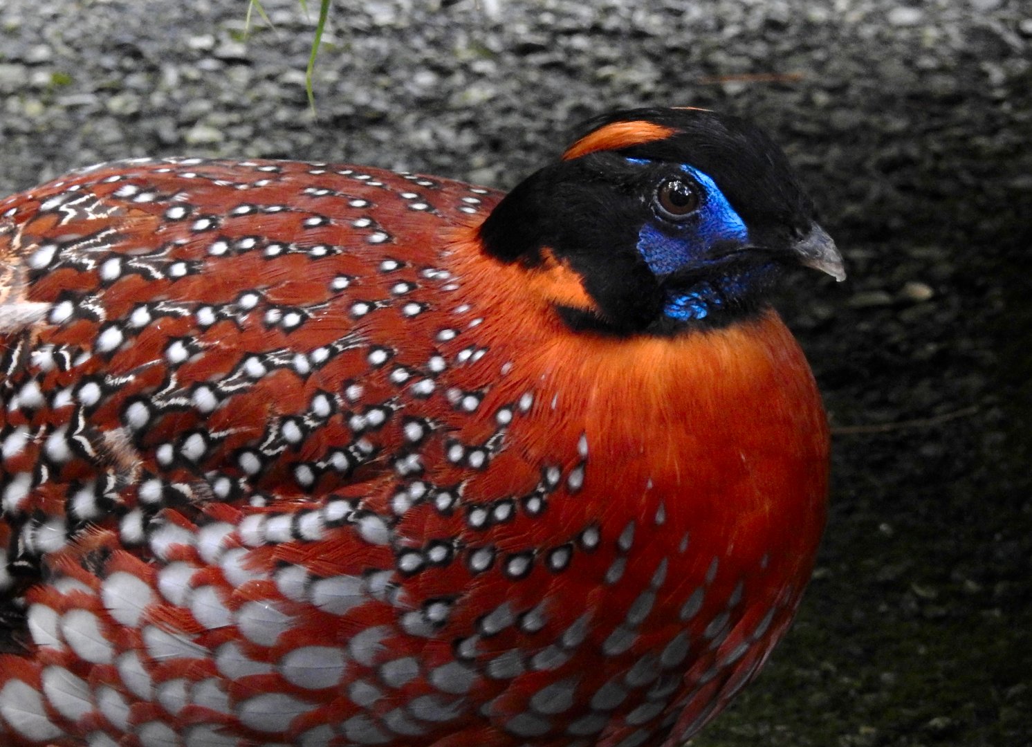 Temmnick's Tragopan