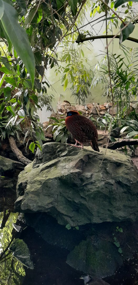Temnick´s Tragopan