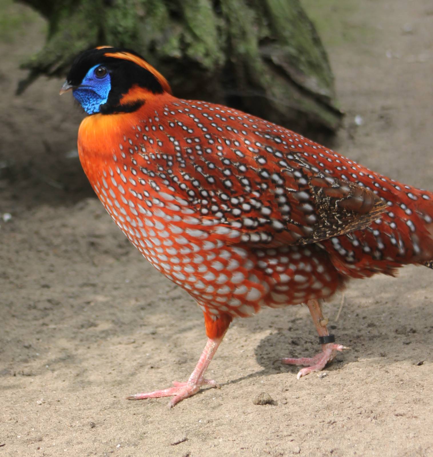 Temninck tragopan male
