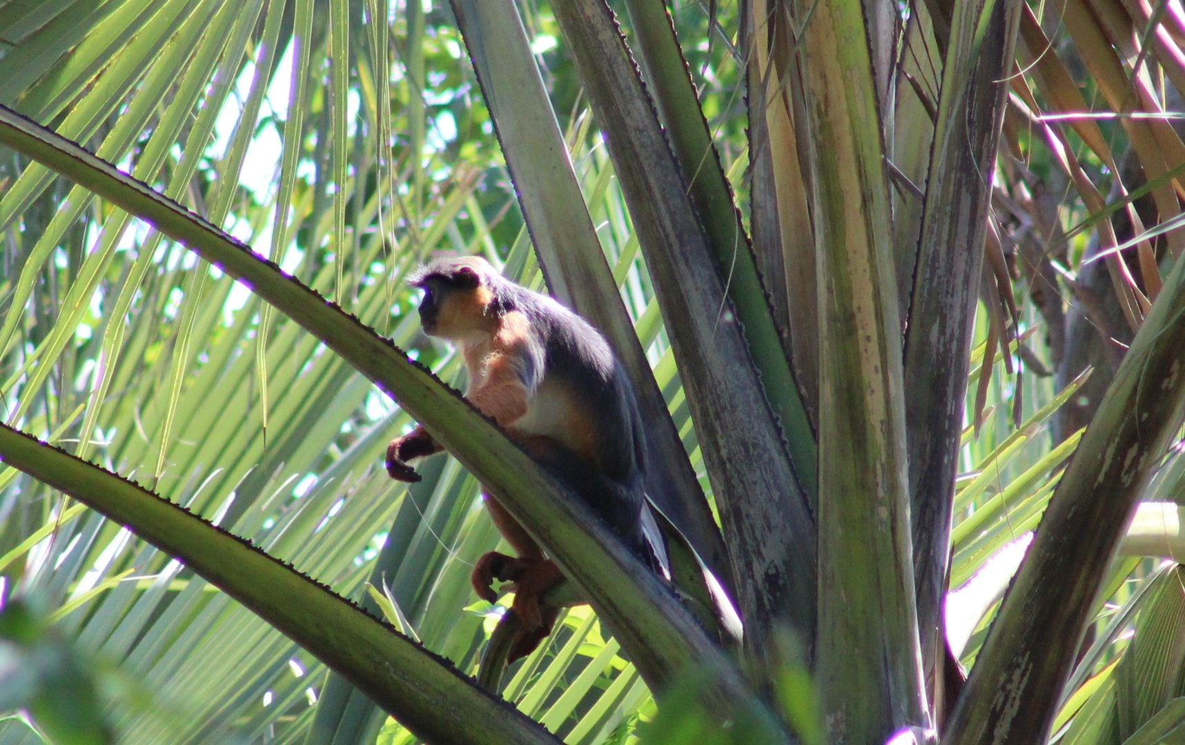 Temninck's red colobus