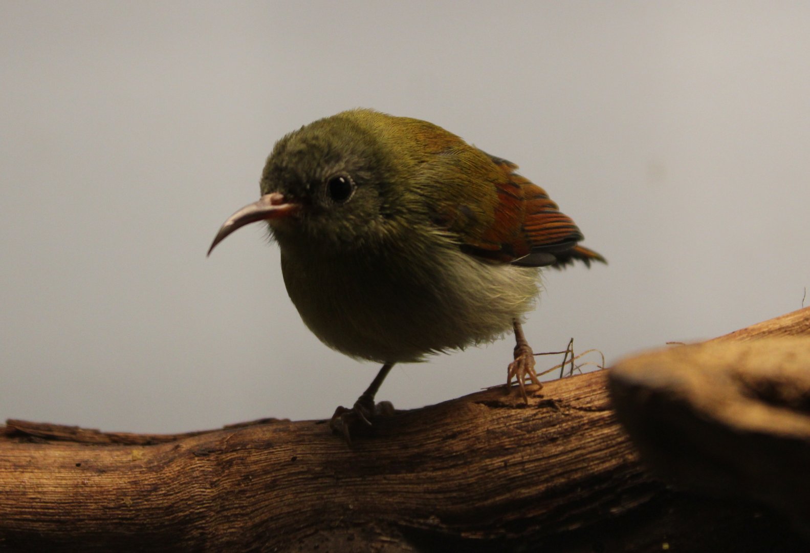 Temninck's sunbird - female