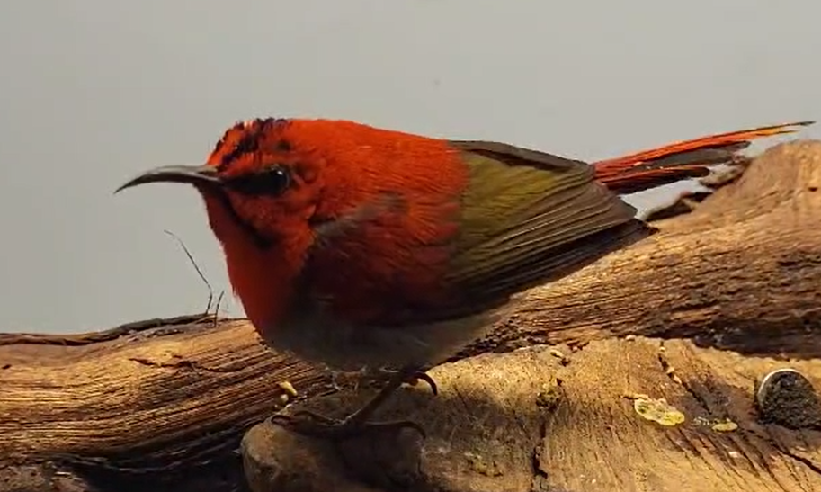 Temninck's sunbird - male