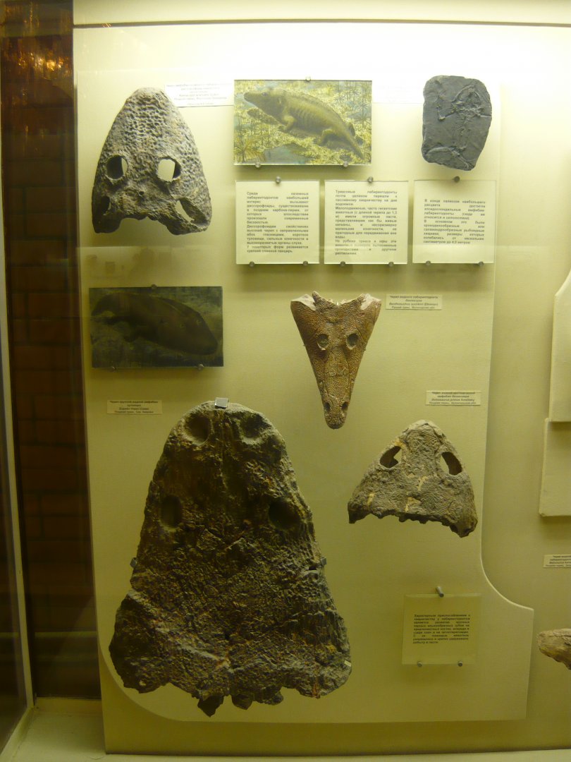 Temnospondyli exhibition