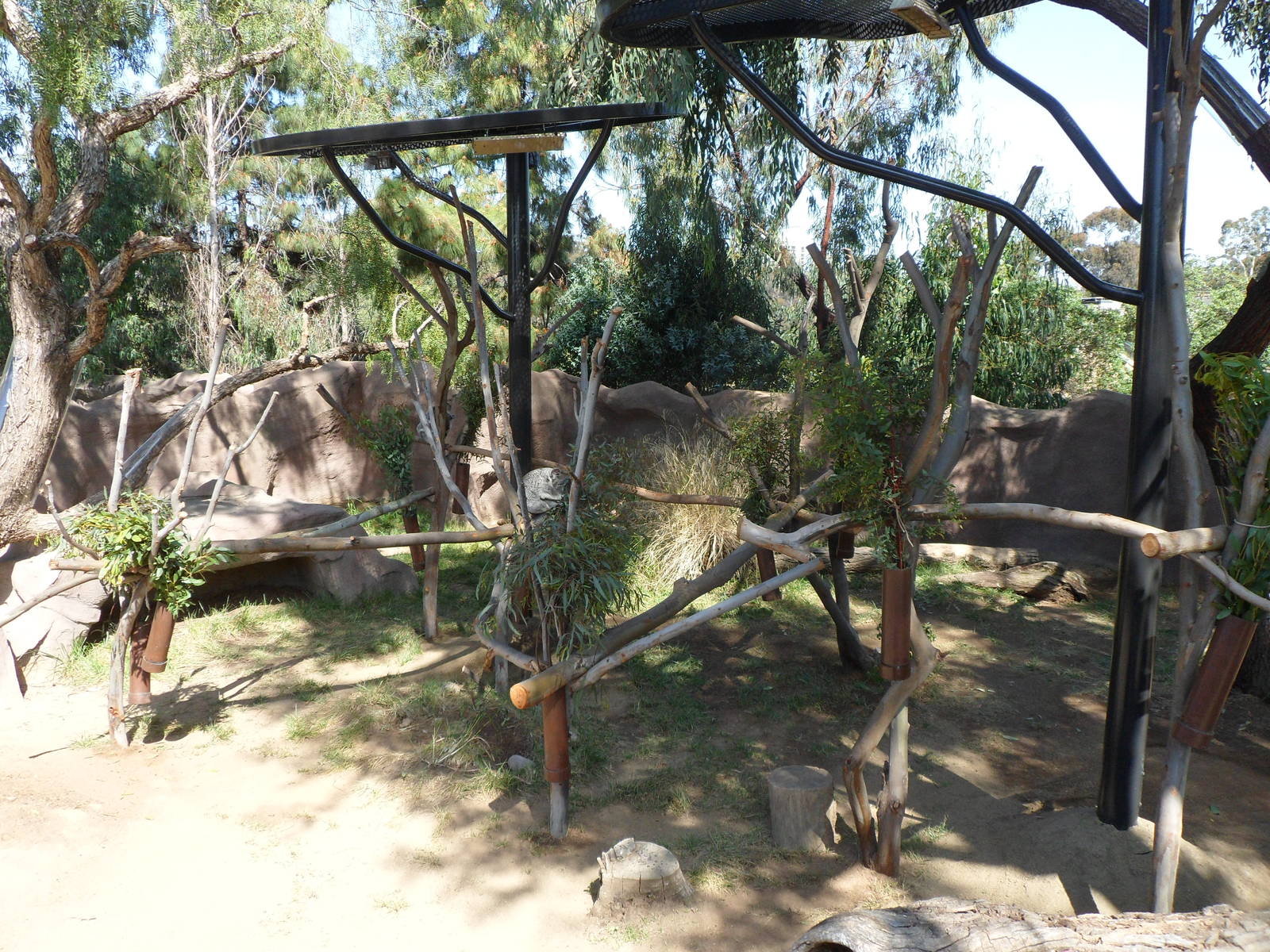 Temp. Koala Exhibit