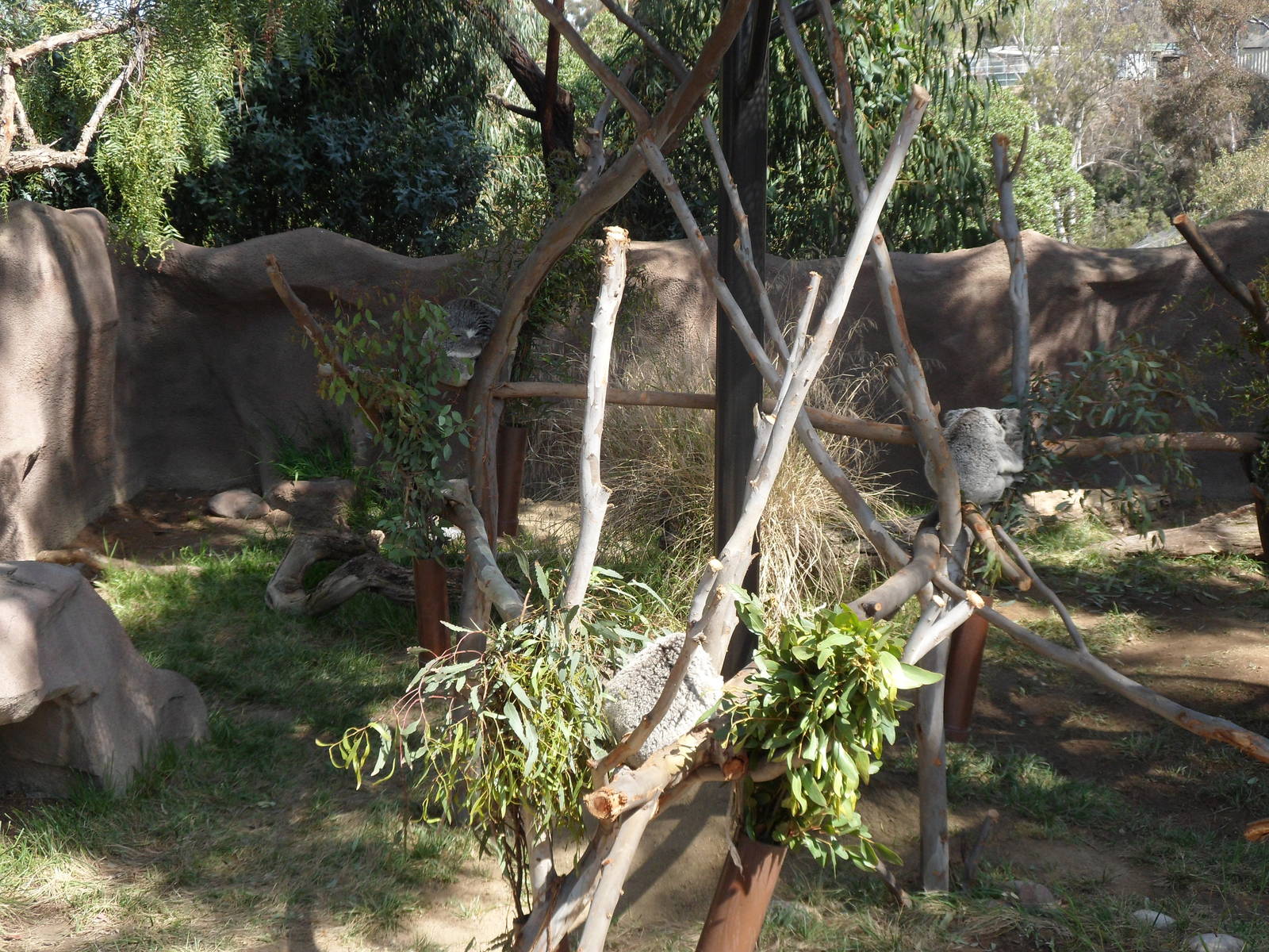 Temp. Koala Exhibit