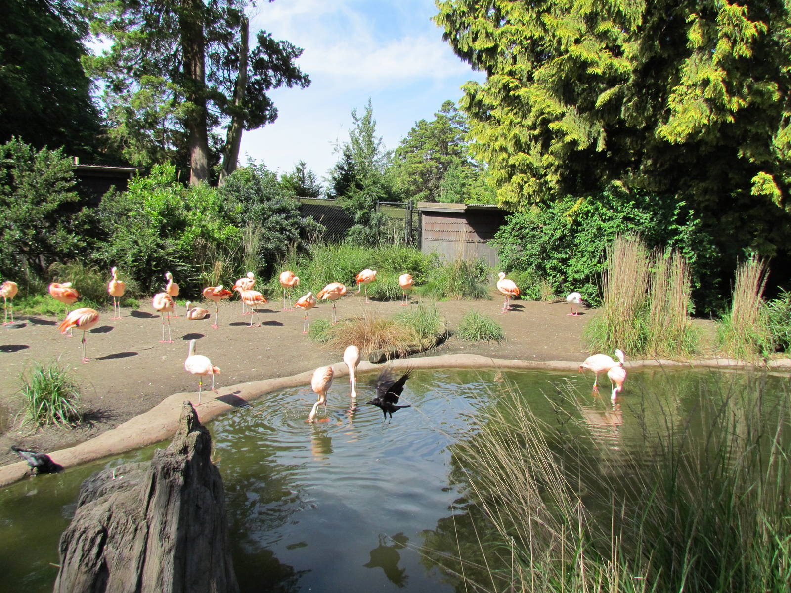 Temperate Forest -Chilean Flamingo Exhibit