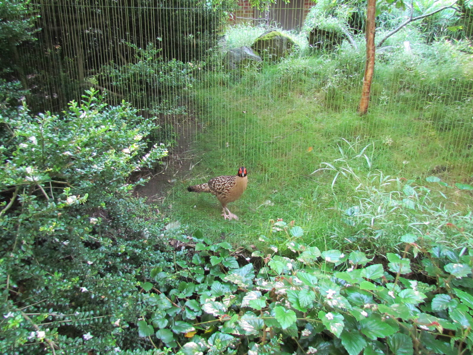 Temperate Forest - Conservation Aviaries